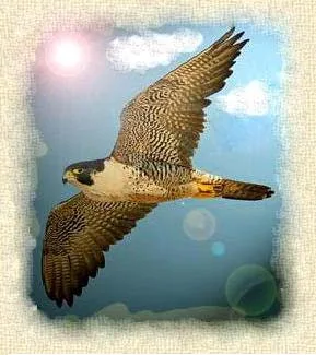 Agroturystyka Sokolec-Falco